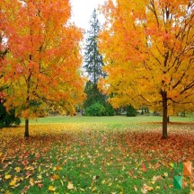 Tranh dán tường cho phòng khách đẹp tại Hà Nội NA - 406